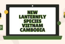 new lanternfly species vietnam cambodia