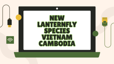 new lanternfly species vietnam cambodia